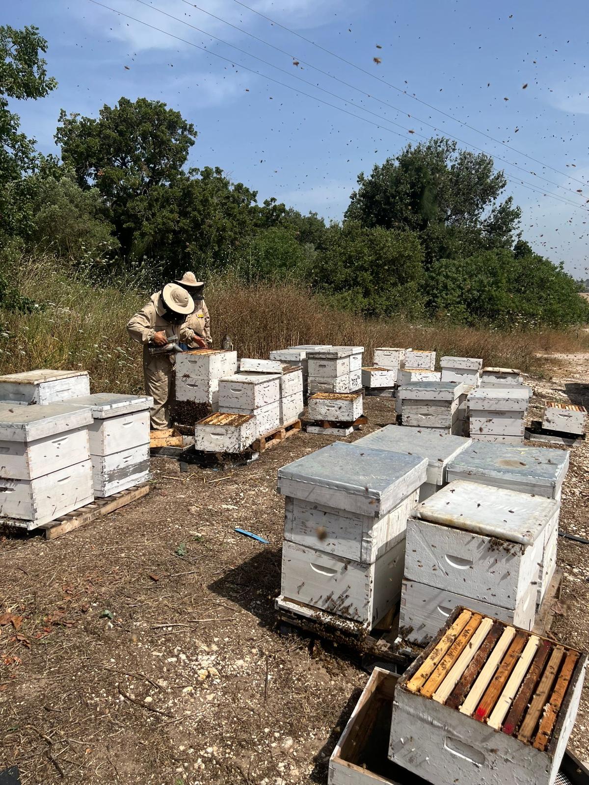 Local beehives and beekeeper sourcing our fresh avocado honey